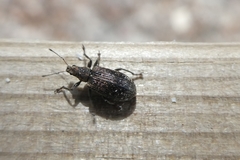 Polydrusus pilosus