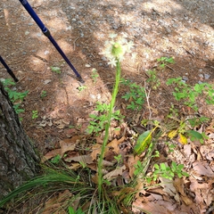 Xerophyllum asphodeloides