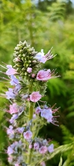 Echium lusitanicum