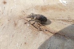Polydrusus pilosus
