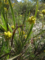 Conostylis aculeata aculeata