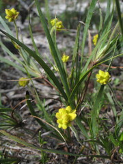 Conostylis aculeata aculeata