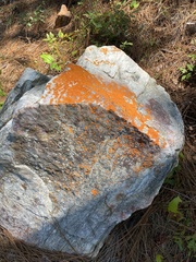 Caloplaca cinnabarina