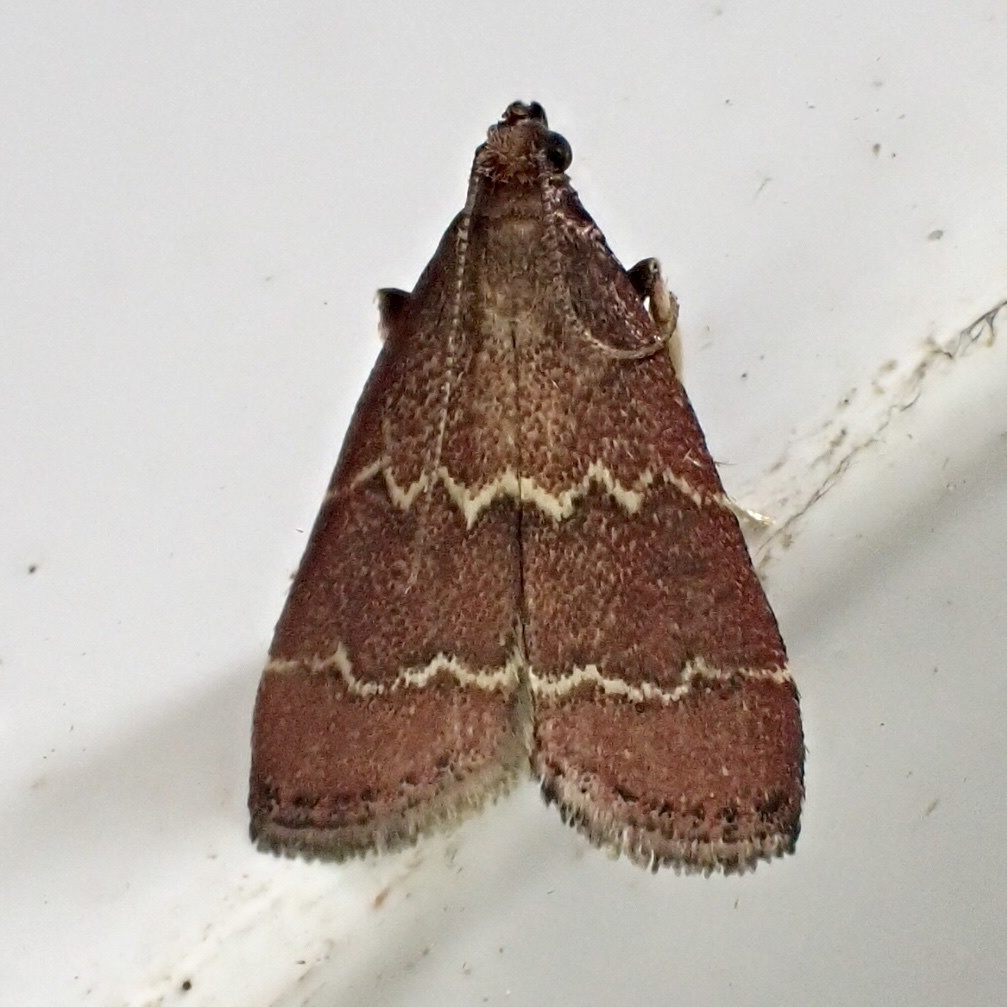 Rusty Heliades Moth