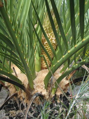 Macrozamia fraseri