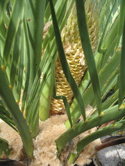 Macrozamia fraseri