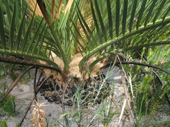 Macrozamia fraseri