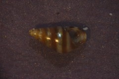 Cingula trifasciata
