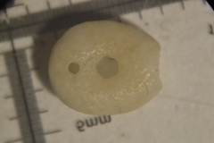 Echinocyamus pusillus