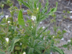 Campanula erinus