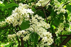Prunus padus