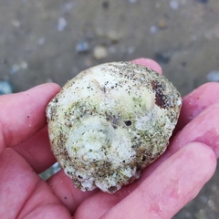 Cryptonatica janthostoma