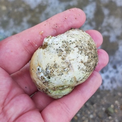 Cryptonatica janthostoma