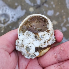 Cryptonatica janthostoma