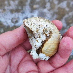 Cryptonatica janthostoma