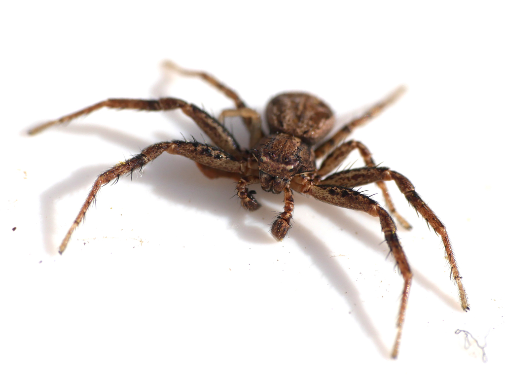 Crab spider