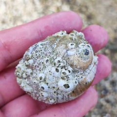 Cryptonatica janthostoma