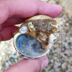 Cryptonatica janthostoma