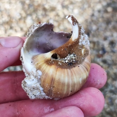 Cryptonatica janthostoma