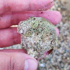 Cryptonatica janthostoma