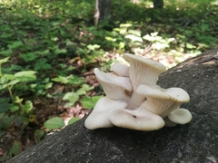 Pleurotus cornucopiae