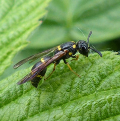 Symmorphus canadensis