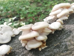 Pleurotus cornucopiae