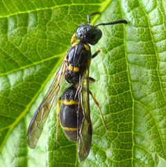Symmorphus canadensis