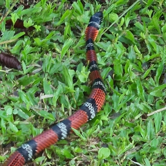 Erythrolamprus bizona