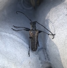 Anthophylax attenuatus