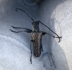 Anthophylax attenuatus