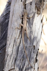 Amphibolurus centralis