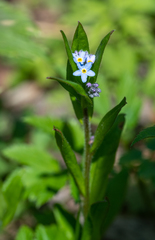 Myosotis krylovii
