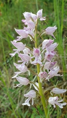 Orchis militaris