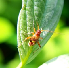 Closterotomus fulvomaculatus
