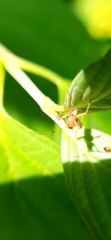 Closterotomus fulvomaculatus