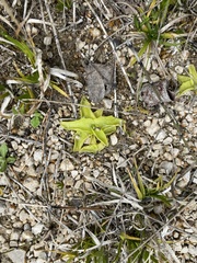 Pinguicula