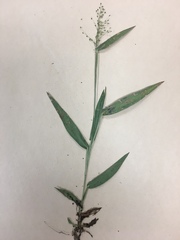 Dichanthelium dichotomum