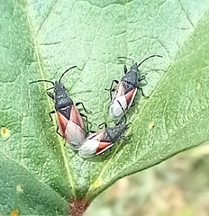 Oxycarenus lavaterae