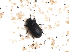 Melanimon tibiale