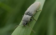 Synaptus filiformis