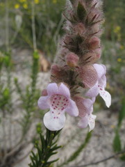 Quoya oldfieldii