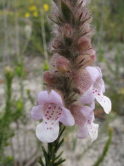 Quoya oldfieldii