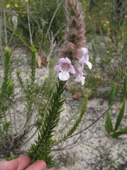 Quoya oldfieldii
