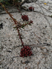 Darwinia sanguinea