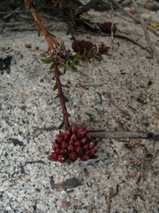 Darwinia sanguinea