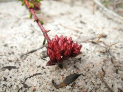 Darwinia sanguinea