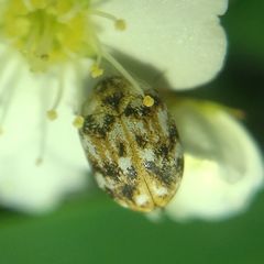 Anthrenus picturatus