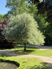 Pyrus salicifolia