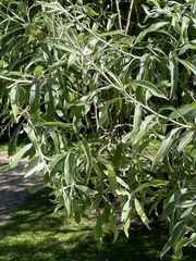 Pyrus salicifolia